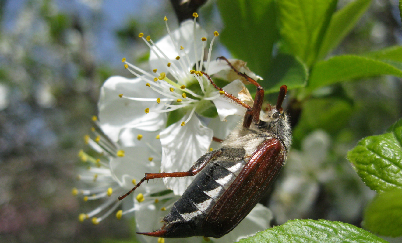korfon-cockchafer-2149366
