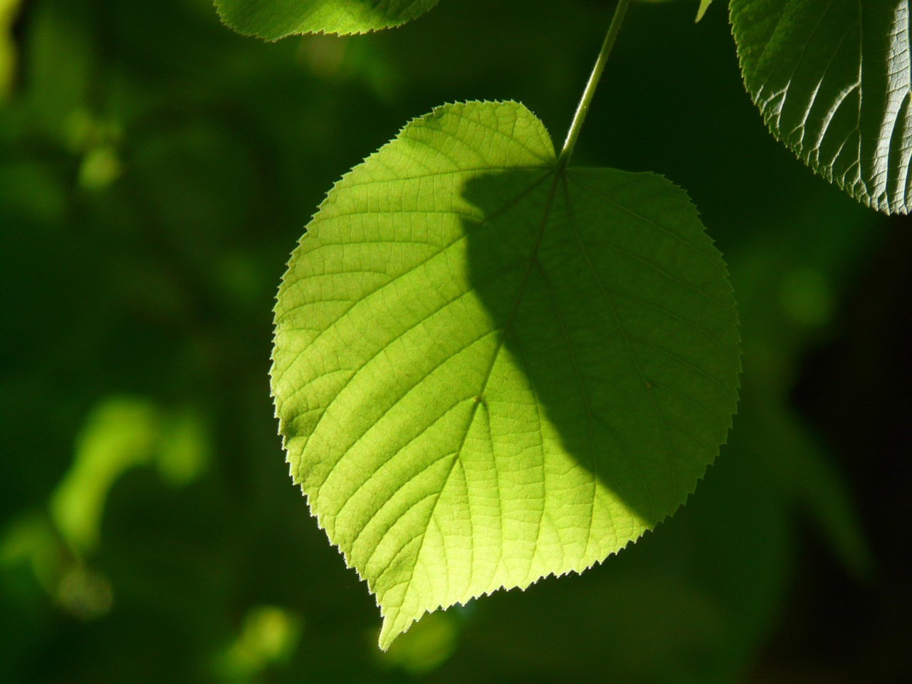 leaf-55855_1280