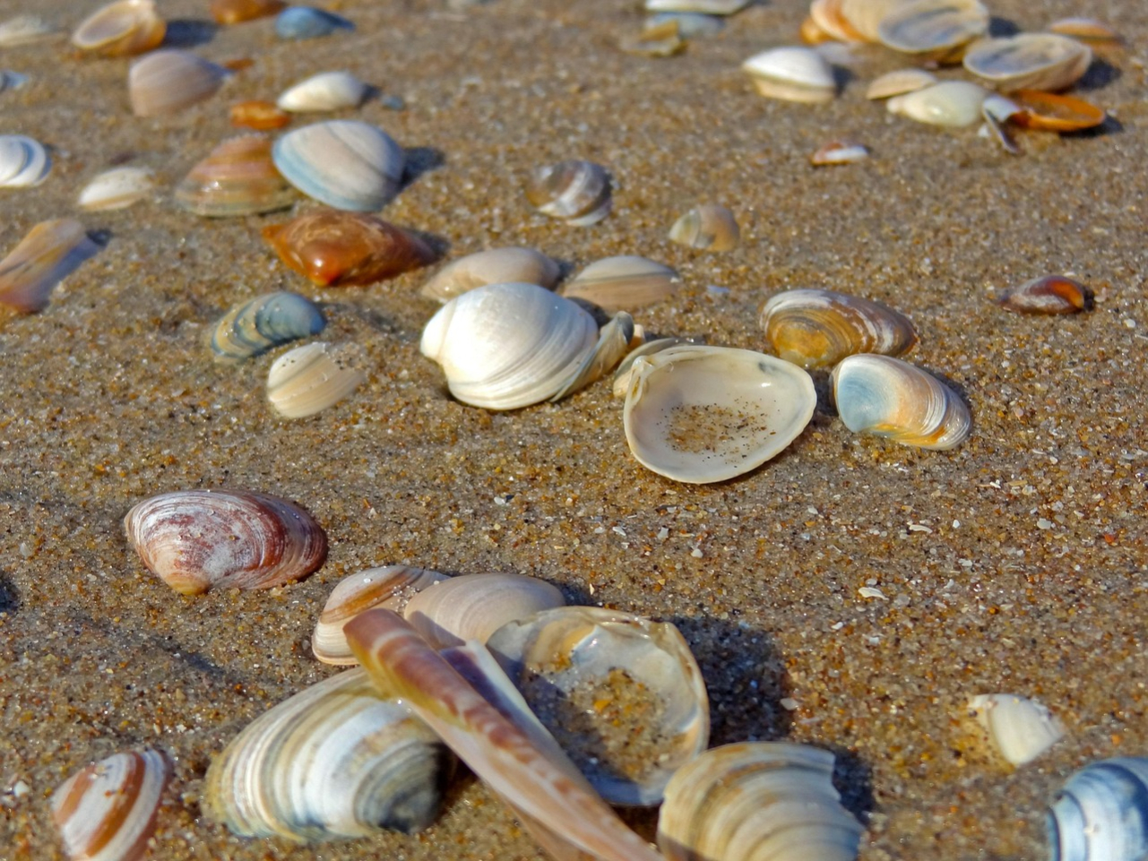 shell-562985_1280