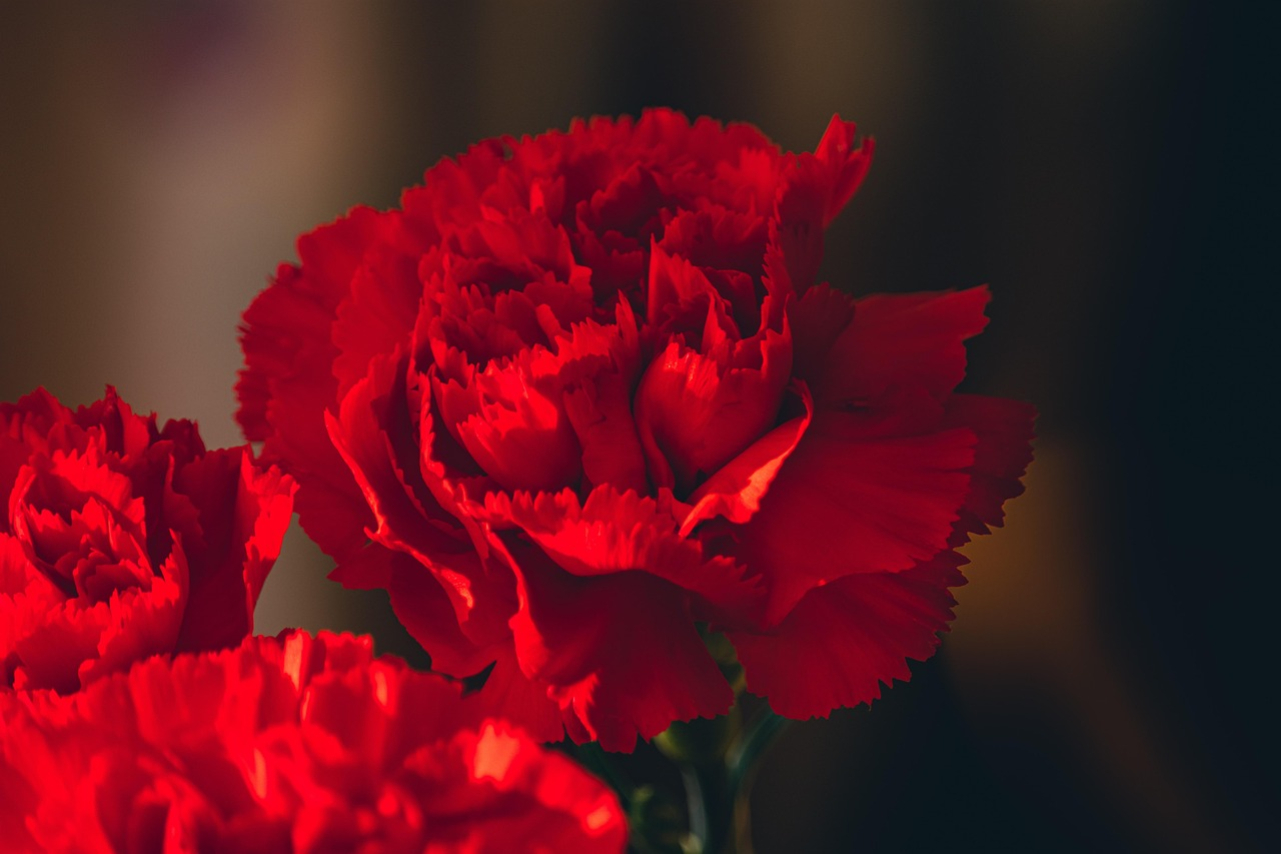 tatius-carnations-6292136_1280