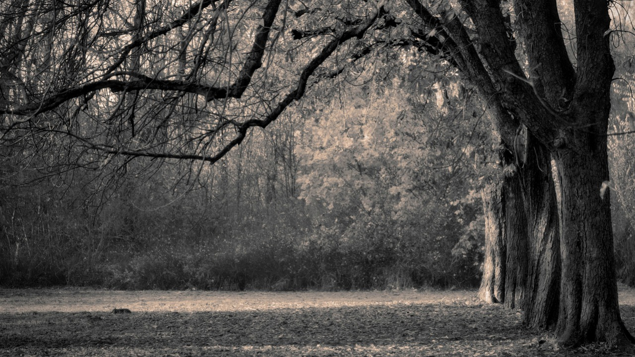 trees-6855850_1280