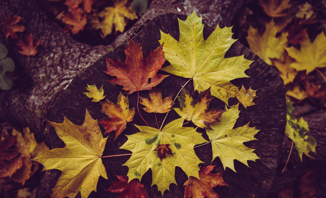 wal_172619-maple-6678635