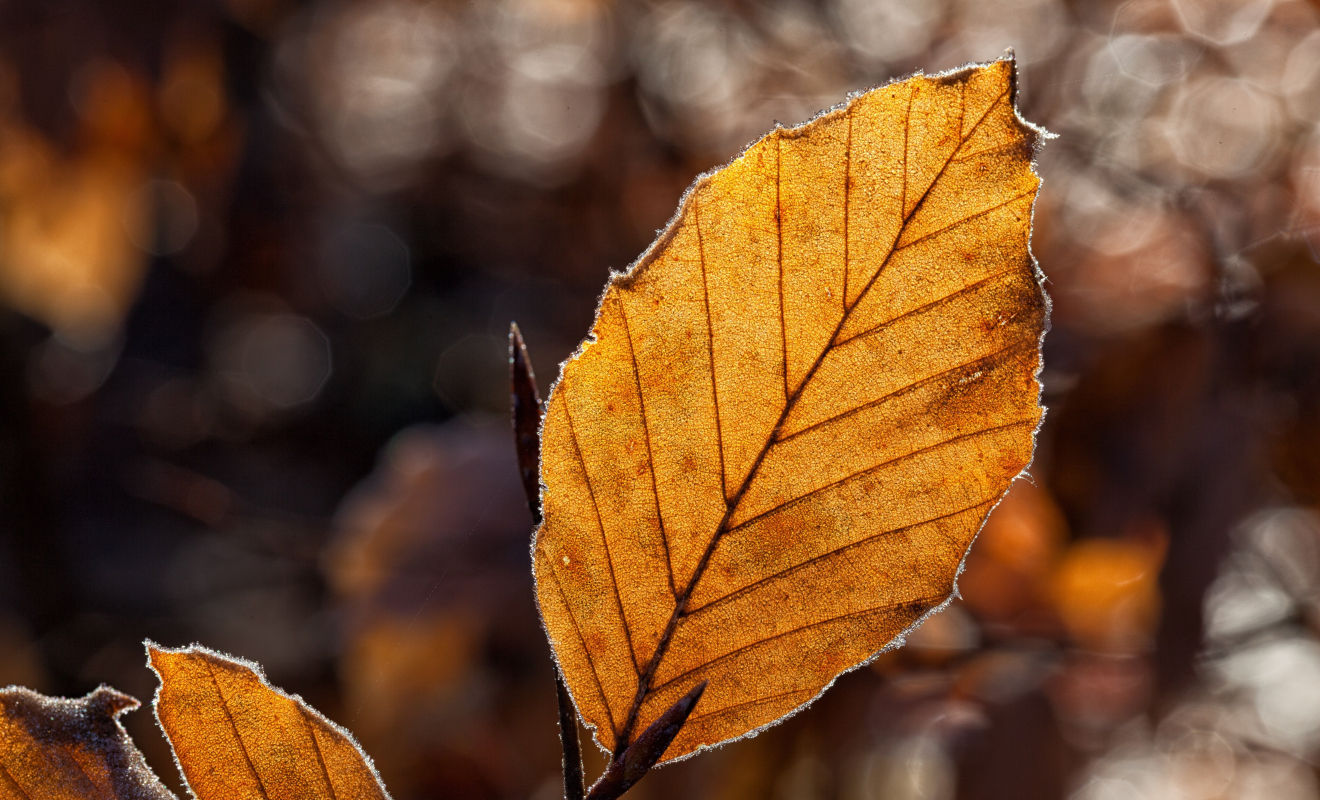 waldrebell-leaves-1698874
